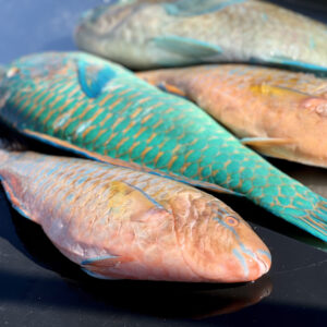 4 whole parrot fish laying on a counter