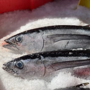 two whole wild caught albacore next to each other in ice