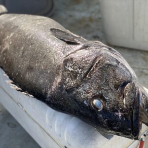 a wild caught whole Black Sea bass