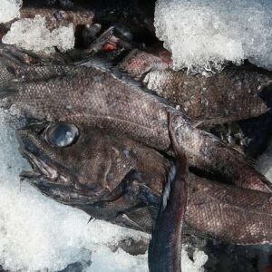 Pacific Roughy (Whole)