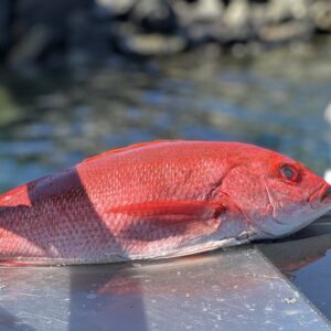 Whole Freshly caught wild snapper