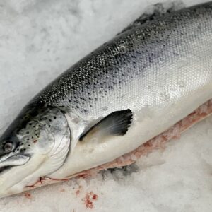 A freshly caught whole wild salmon laying on a bed of ice