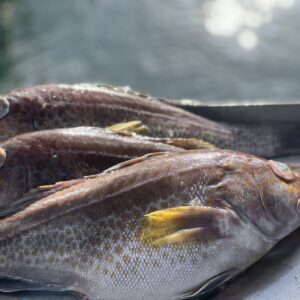 three freshly caught whole gold spotted bass
