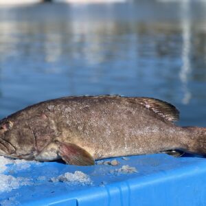 Freshly caught whole wild grouper with ocean in the background