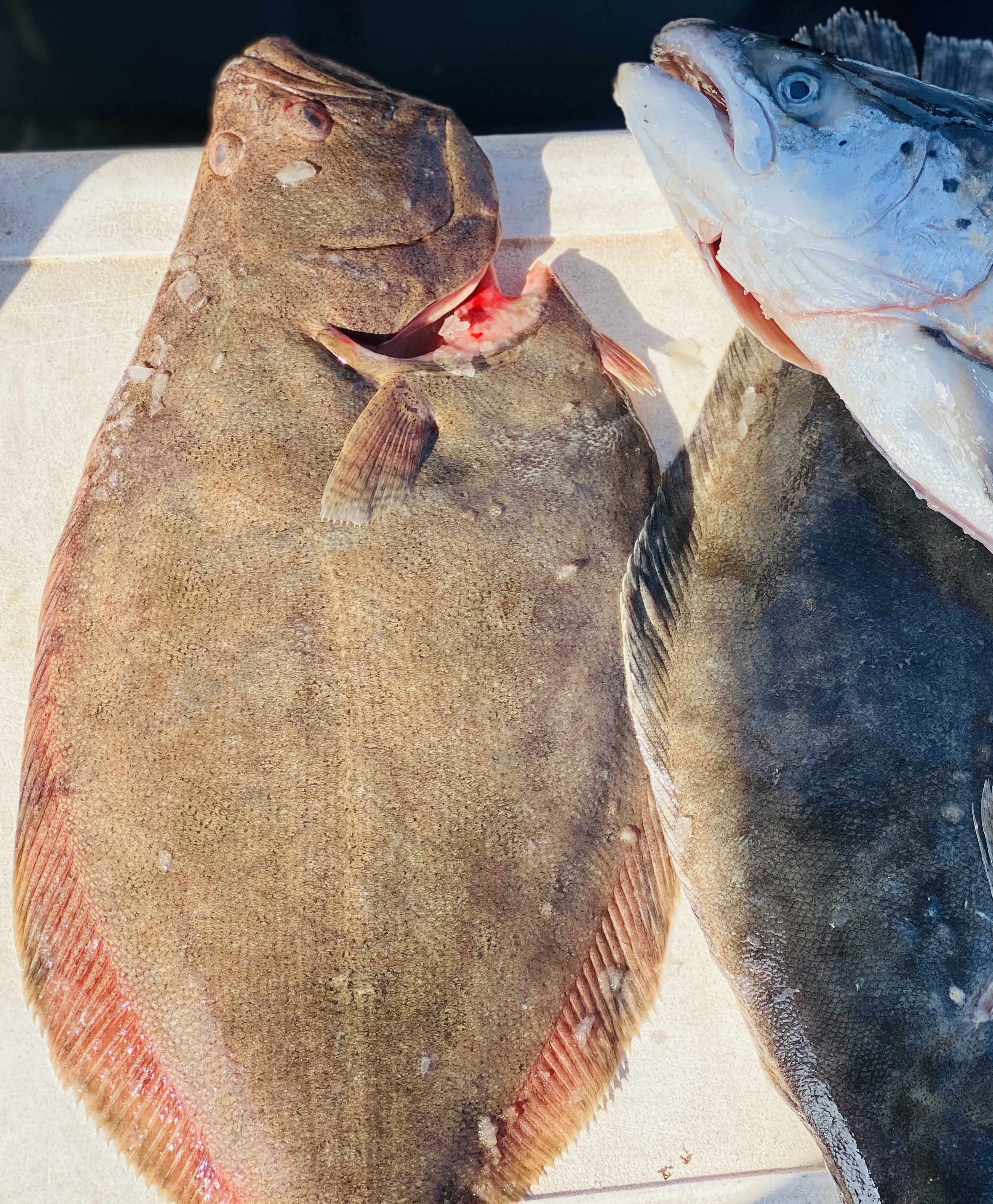 Fresh wild caught whole halibut laid out next to each other