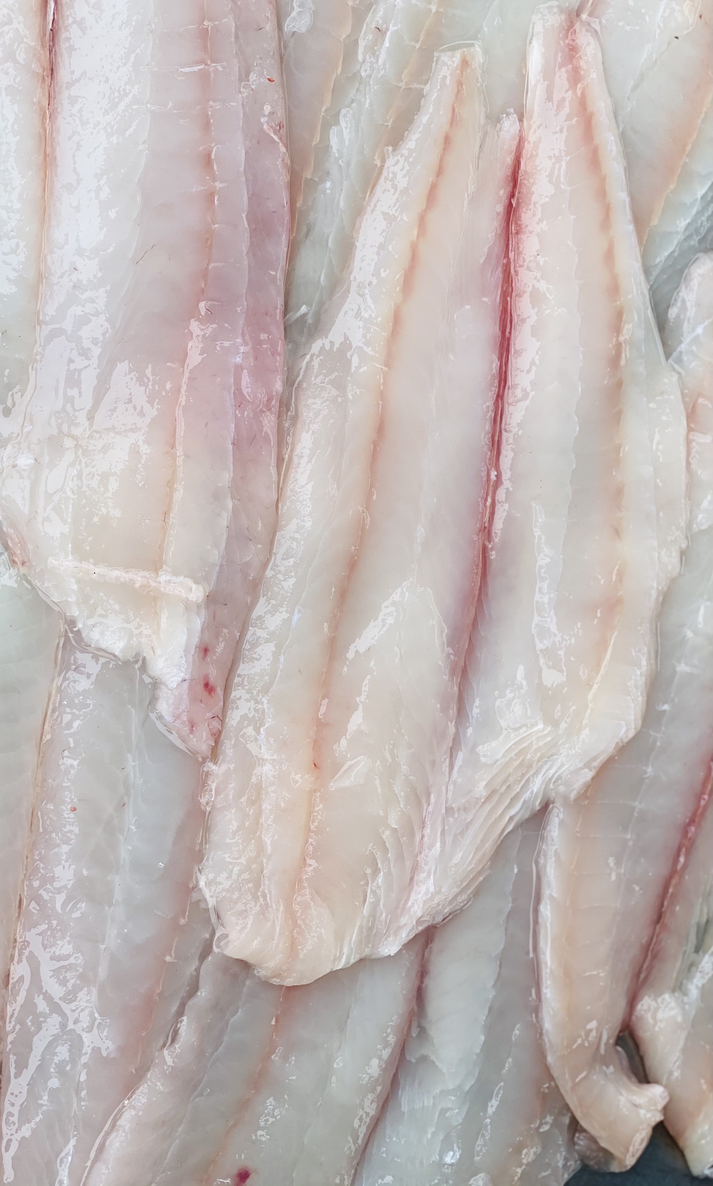 a dozen fresh halibut fillets laid out