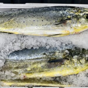 three whole mahi mahi fish laying on a bed of ice