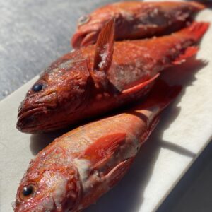 three freshly caught whole rockfish laid on top of each other