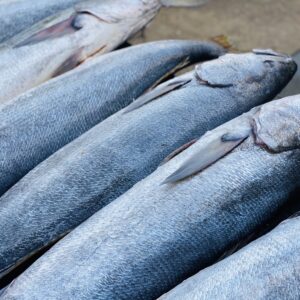 6 whole White Sea bass laying out next to each other