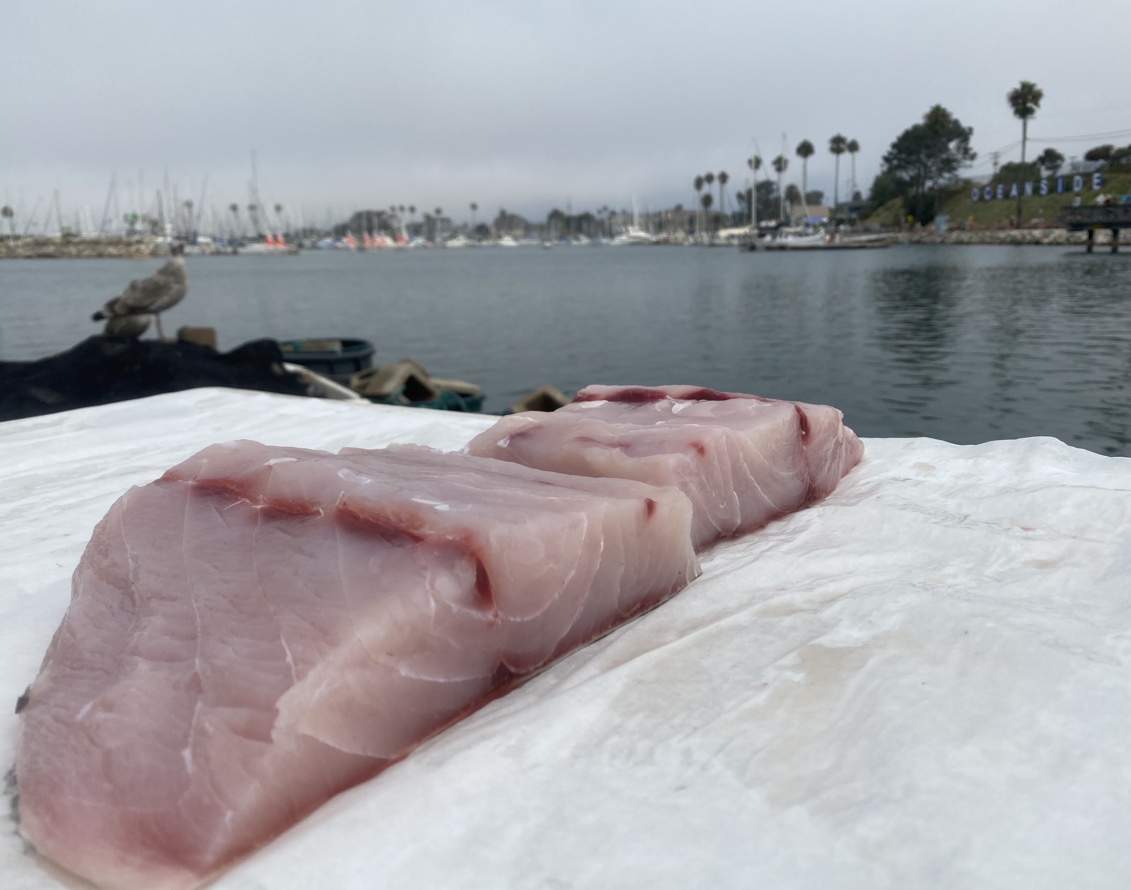 two fresh cut White Sea bass fillets with the ocean in the background