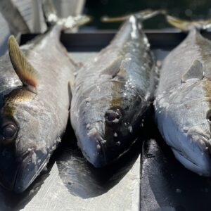 three whole freshly caught yellowtail fish